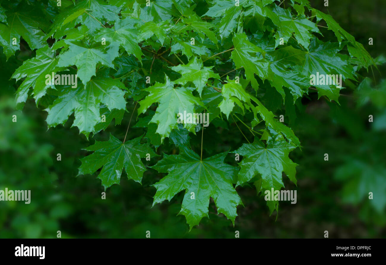 Shiny green leaves High Resolution Stock Photography and Images - Alamy