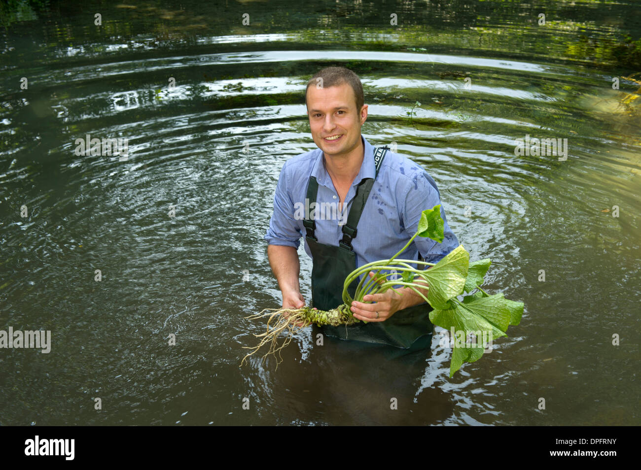 Wasabi growing in spring water with produce manager James Haerper of the Wasabi Company, Dorset, UK Stock Photo