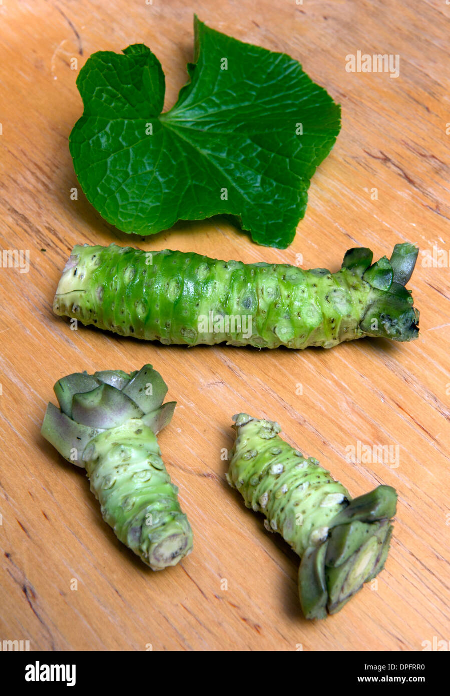 Wasabi growing in spring water with produce manager James Haerper of