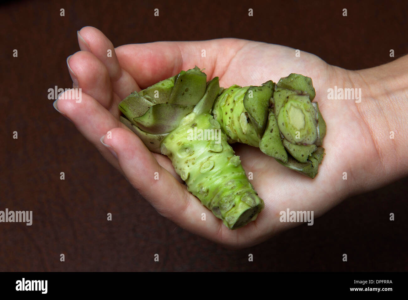 Wasabi growing in spring water with produce manager James Haerper of