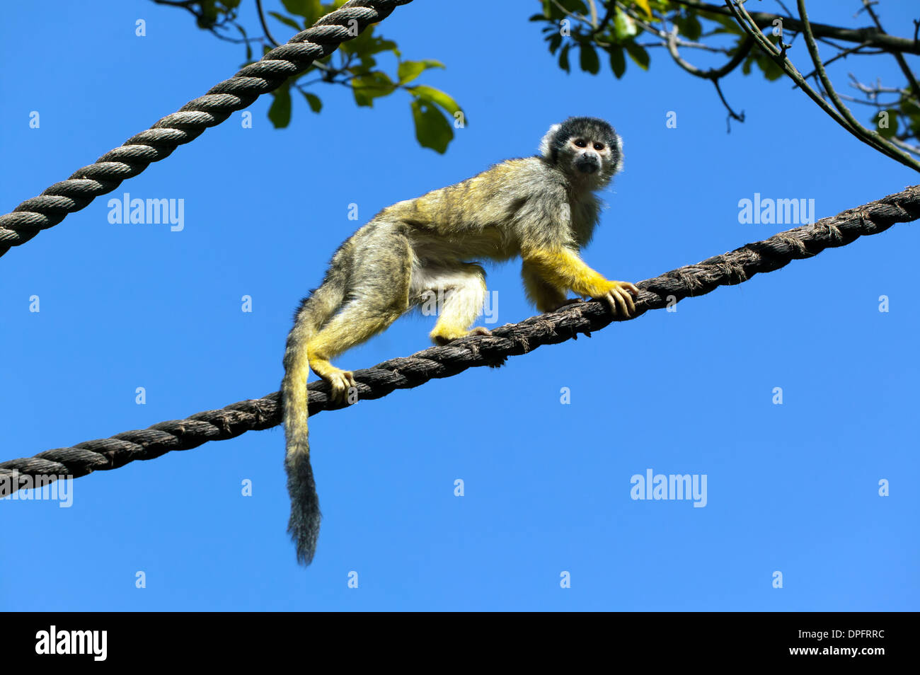 Image of a black-capped squirrel monkey (Saimiri boliviensis), walking along a rope Stock Photo