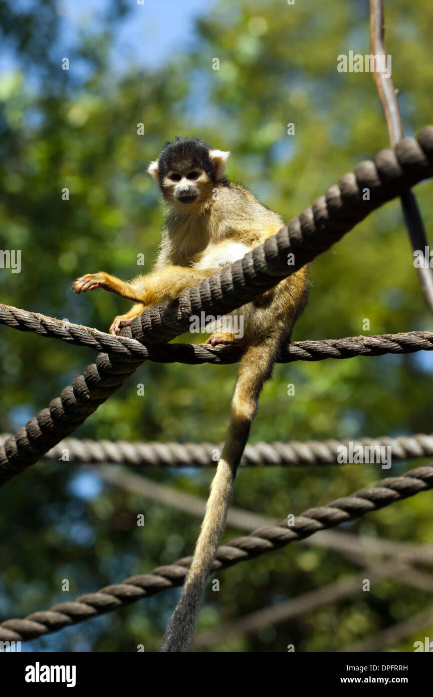 Image of a black-capped squirrel monkey (Saimiri boliviensis) Stock Photo
