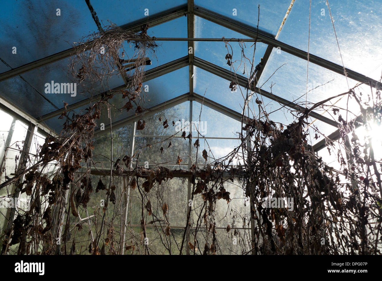 Greenhouse with dead plants in winter garden Carmarthenshire Wales UK