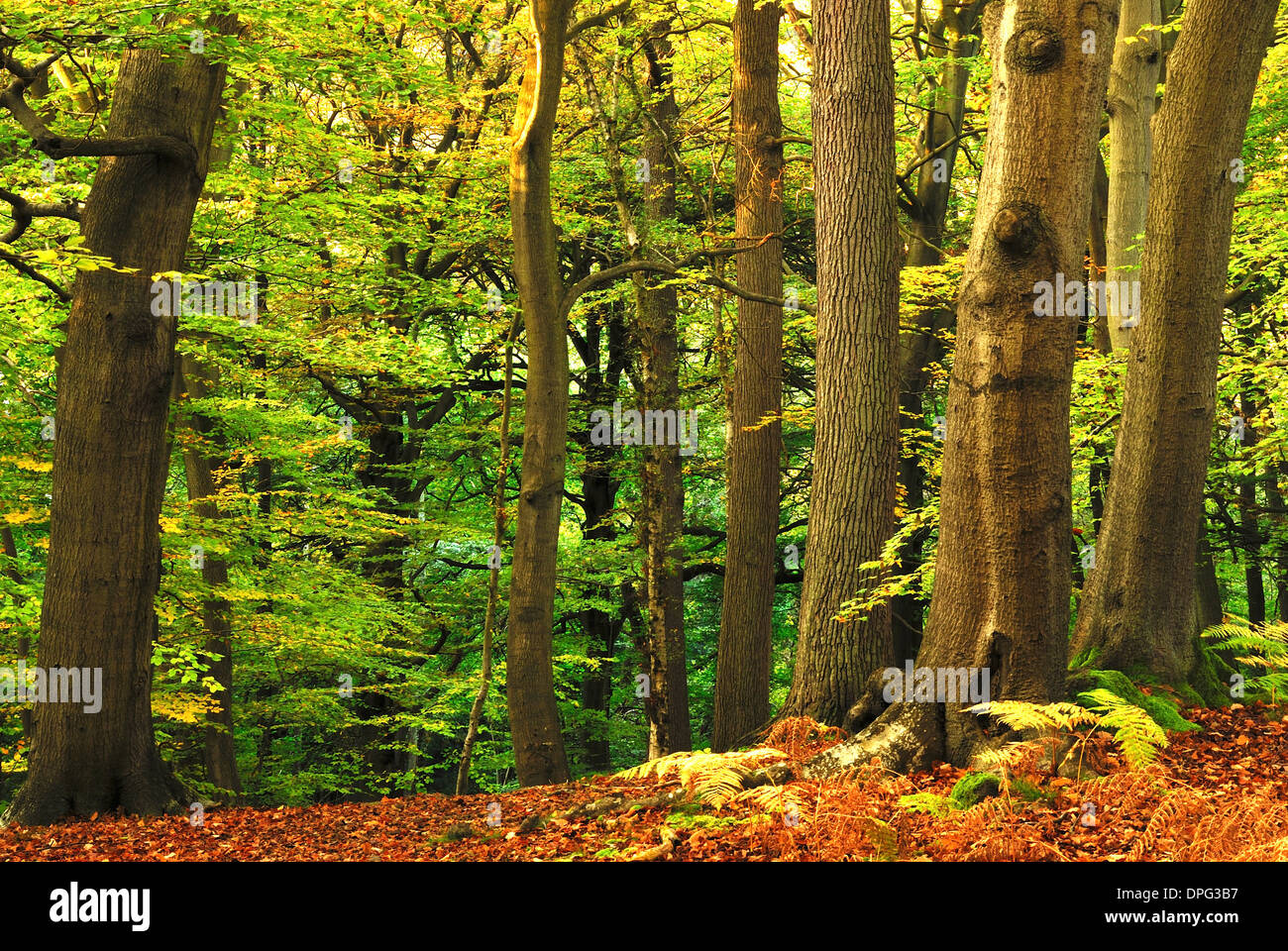 A view of Burnham Beeches wood in the early Autumn UK Stock Photo - Alamy