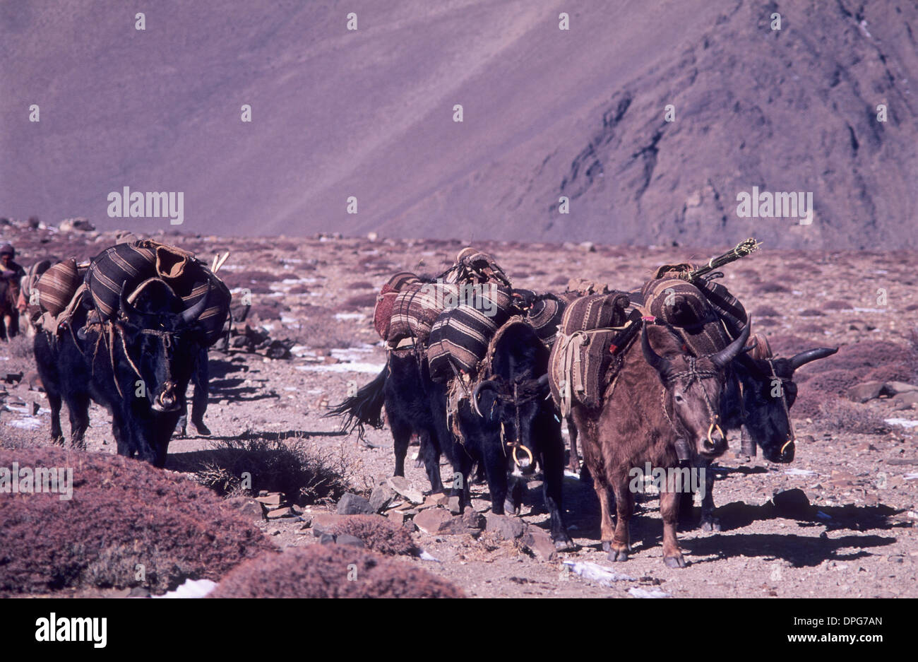 Nepal, Himalayas donkey train Stock Photo - Alamy