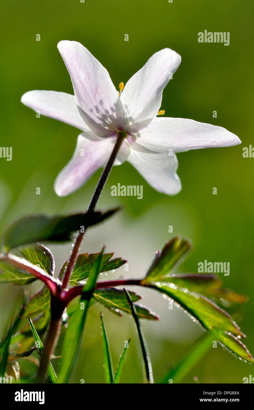 A wood anemone UK Stock Photo Alamy