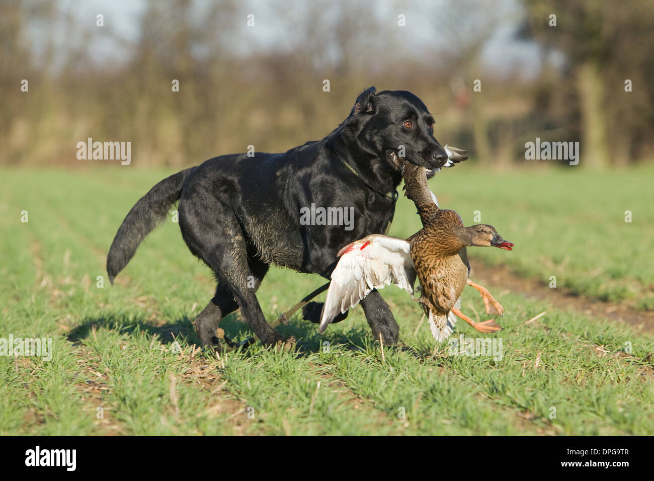 A Black Labrador Retriever retrieving a duck on a shoot in England Stock Photo