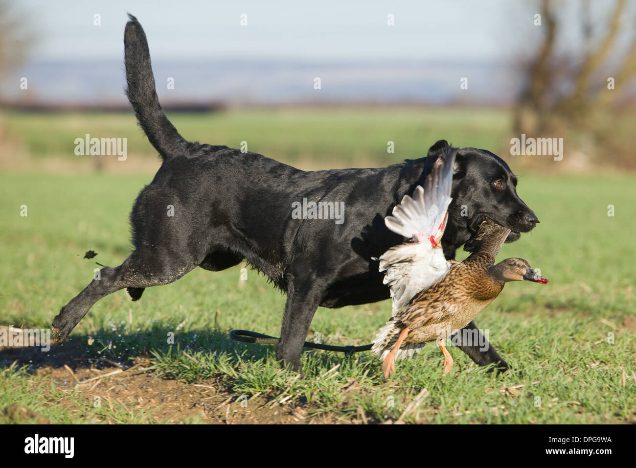 A Black Labrador Retriever retrieving a duck on a shoot in England Stock Photo