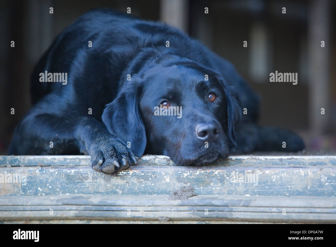 A Black Labrador Retriever laying down in a trailer on a pheasant shoot in England Stock Photo