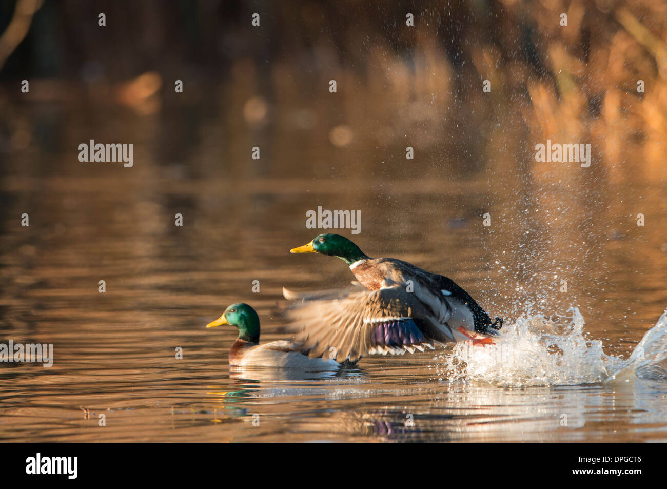 A mallard (Anas platyrhynchos) drake takes off from water, North Texas Stock Photo