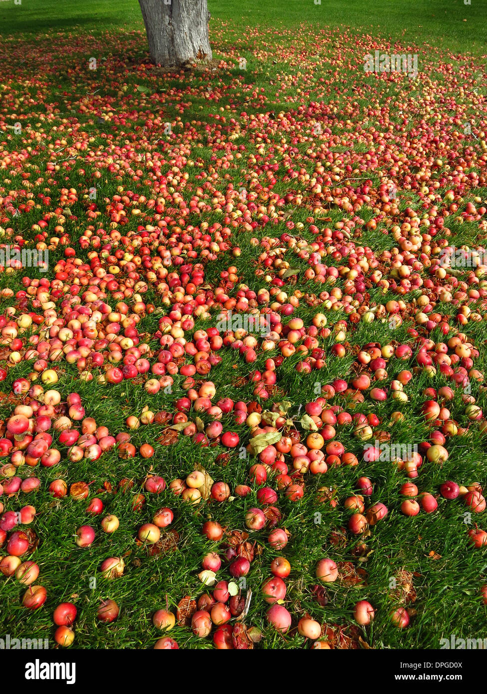 Apples on the ground with green grass and apple tree Stock Photo