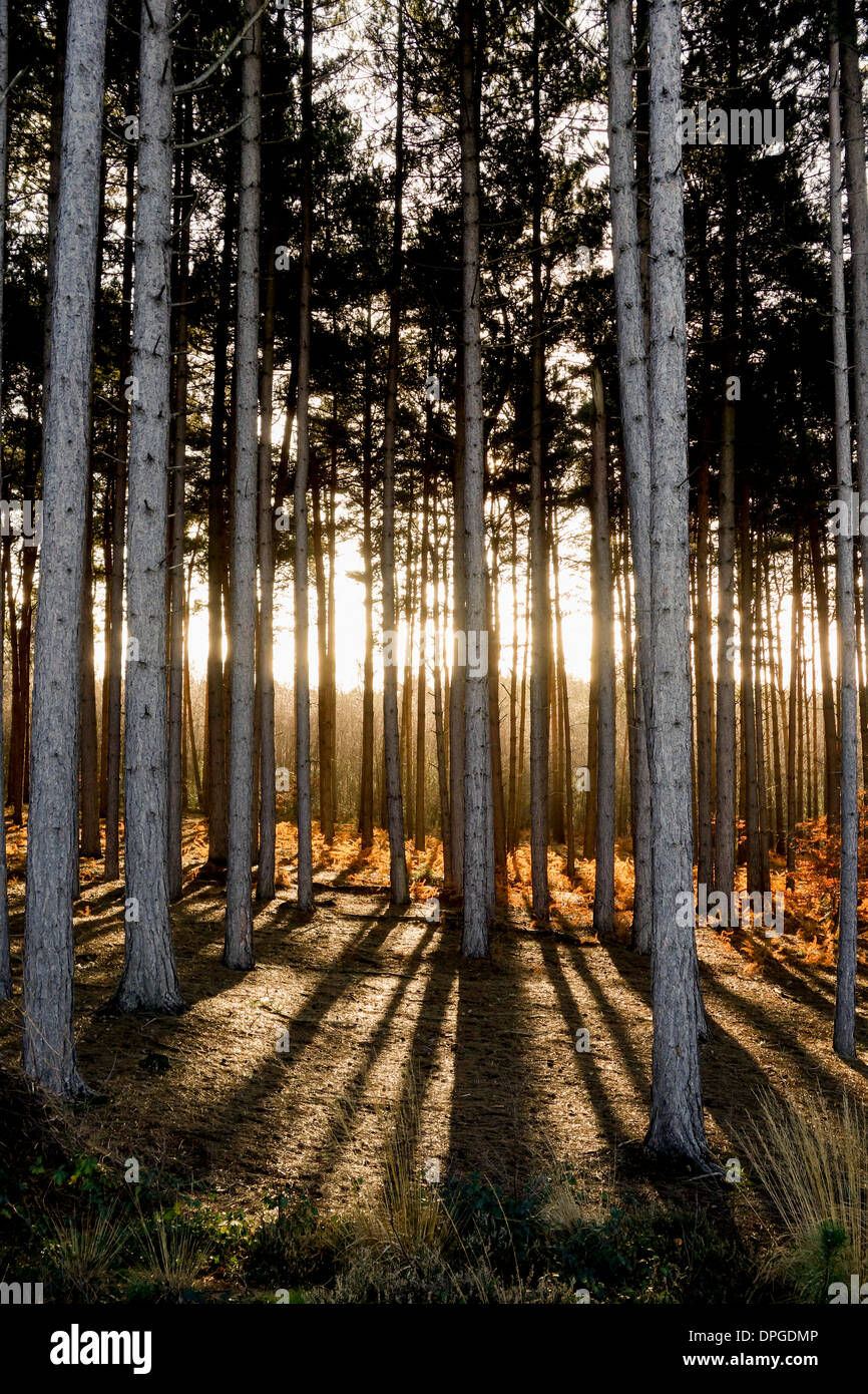 forest pines with sun rays Stock Photo - Alamy