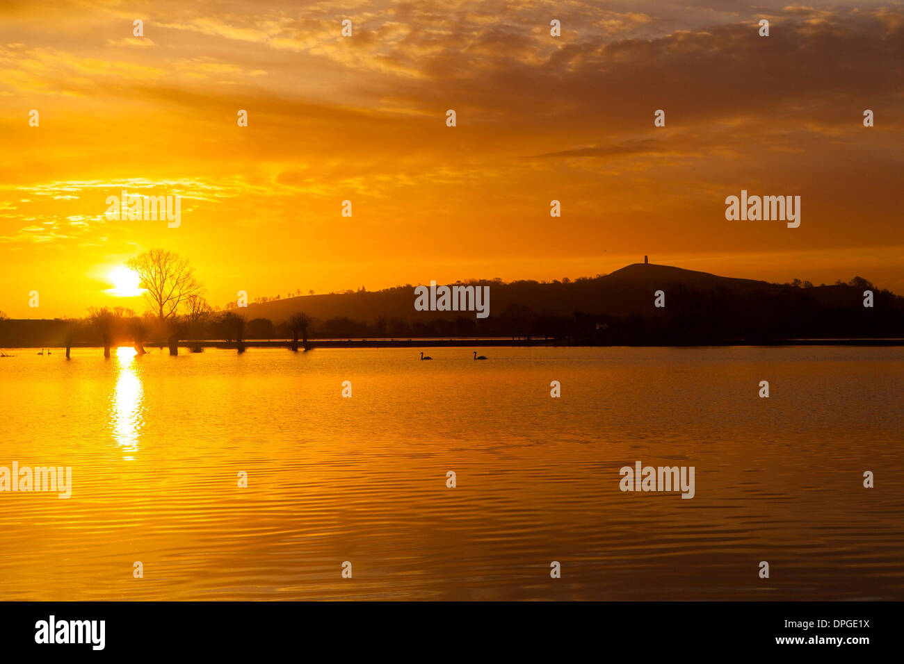 Two swans swim past in front of Glastonbury Tor during a stunning sunrise over flooded fields Stock Photo