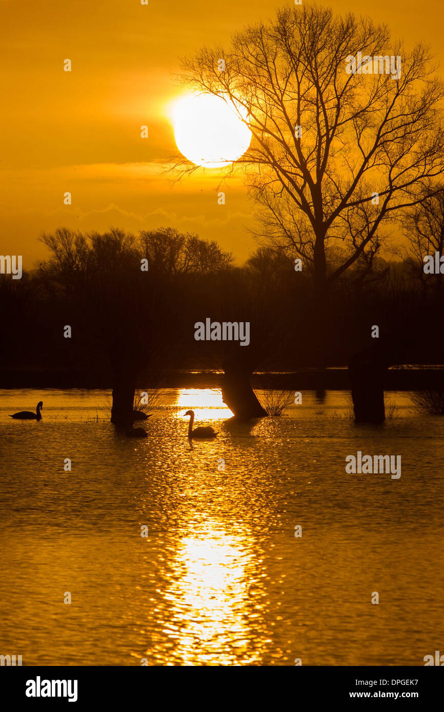 Swans swim past as the sun rises over flooded fields Stock Photo