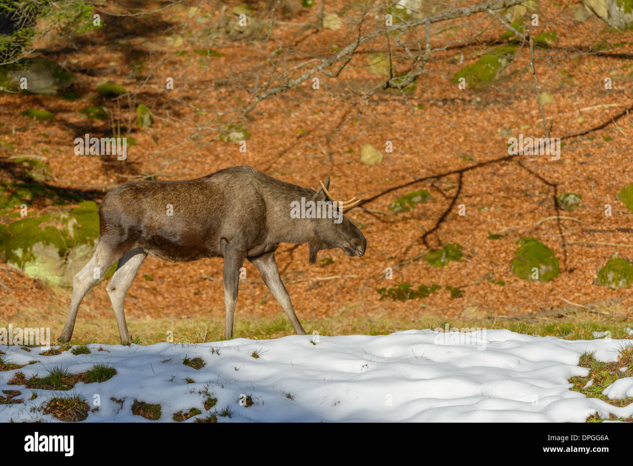 Maennlicher Elch, Alces alces, Male Eurasian elk Stock Photo