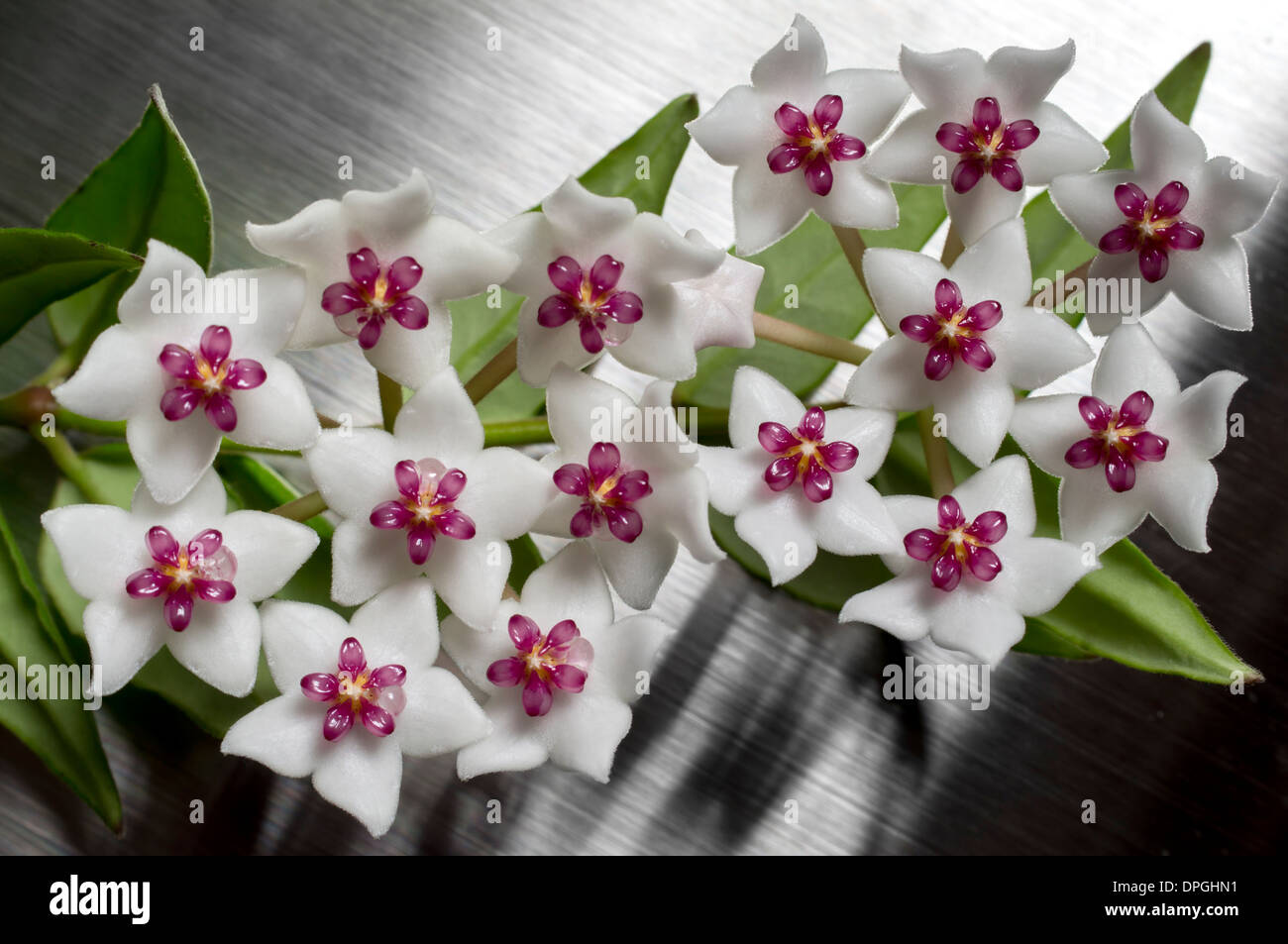 Hoya bella flower plant Stock Photo