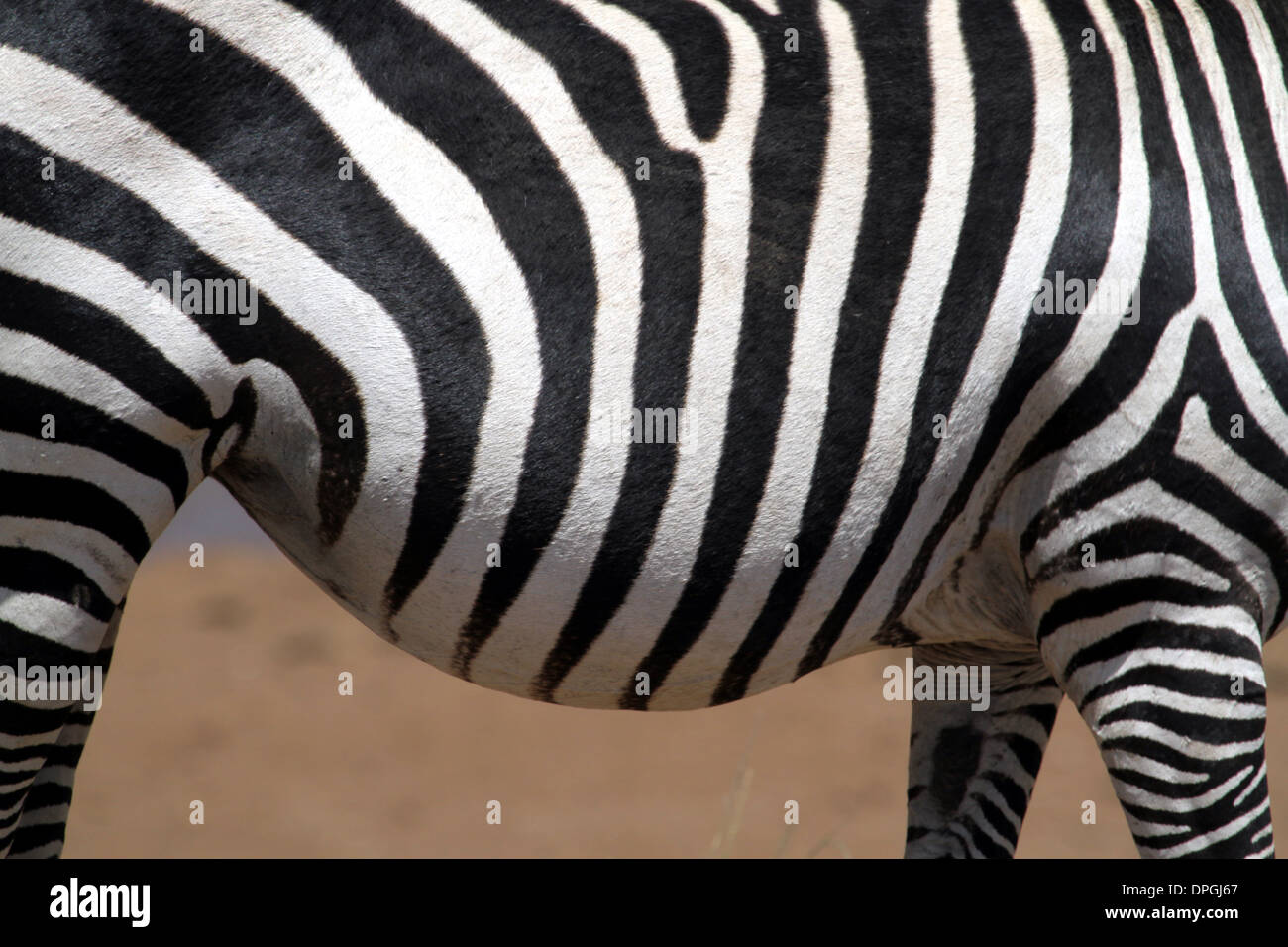 Zebra horse cross hires stock photography and images Alamy