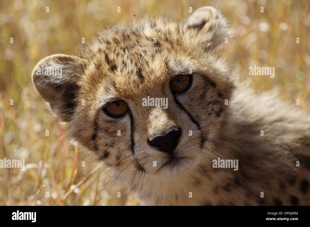 Baby cheetah cub portrait hires stock photography and images Alamy