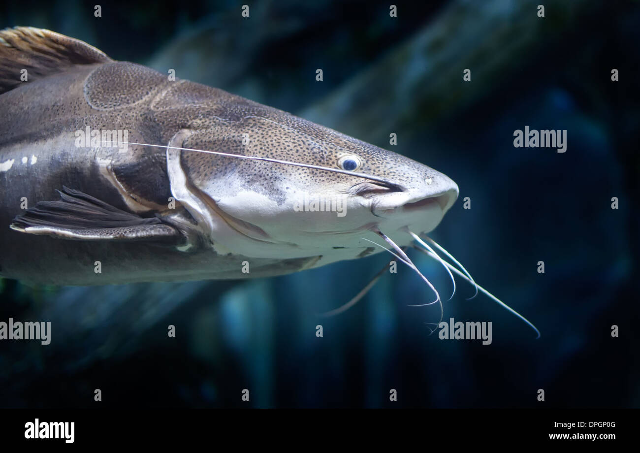 Close up headshot of a red tail catfish swimming Stock Photo