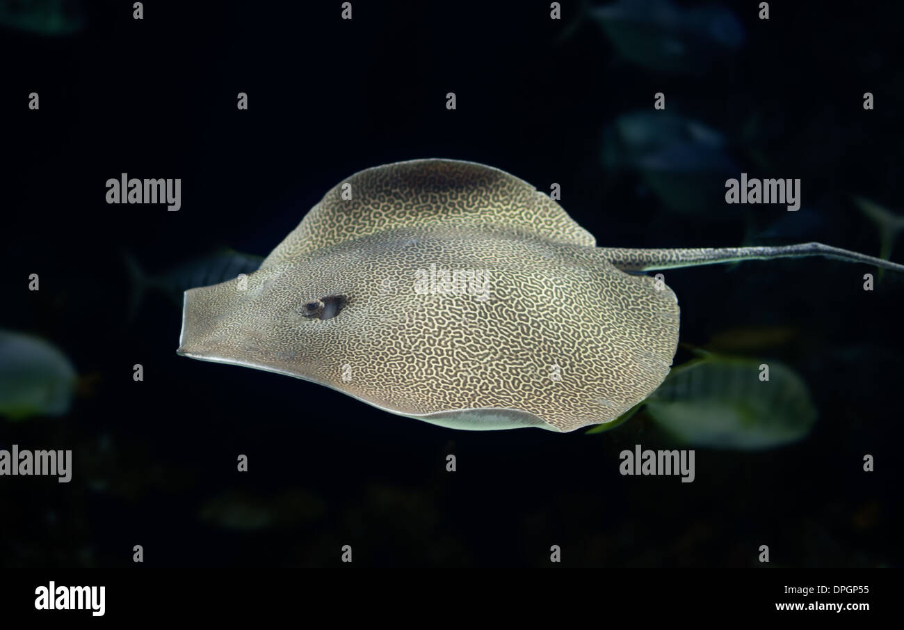 leopard ray swimming in the deep Stock Photo