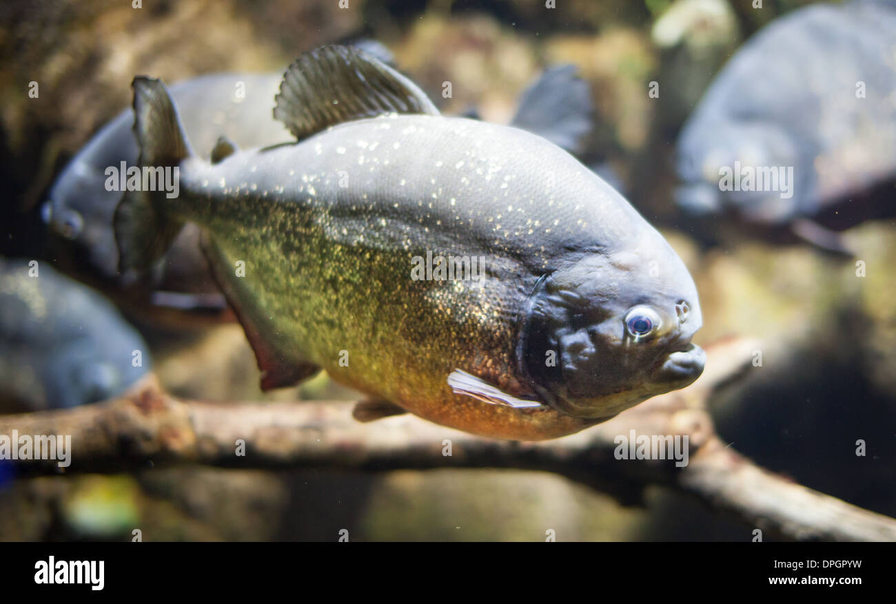 Picture of piranha under water Stock Photo