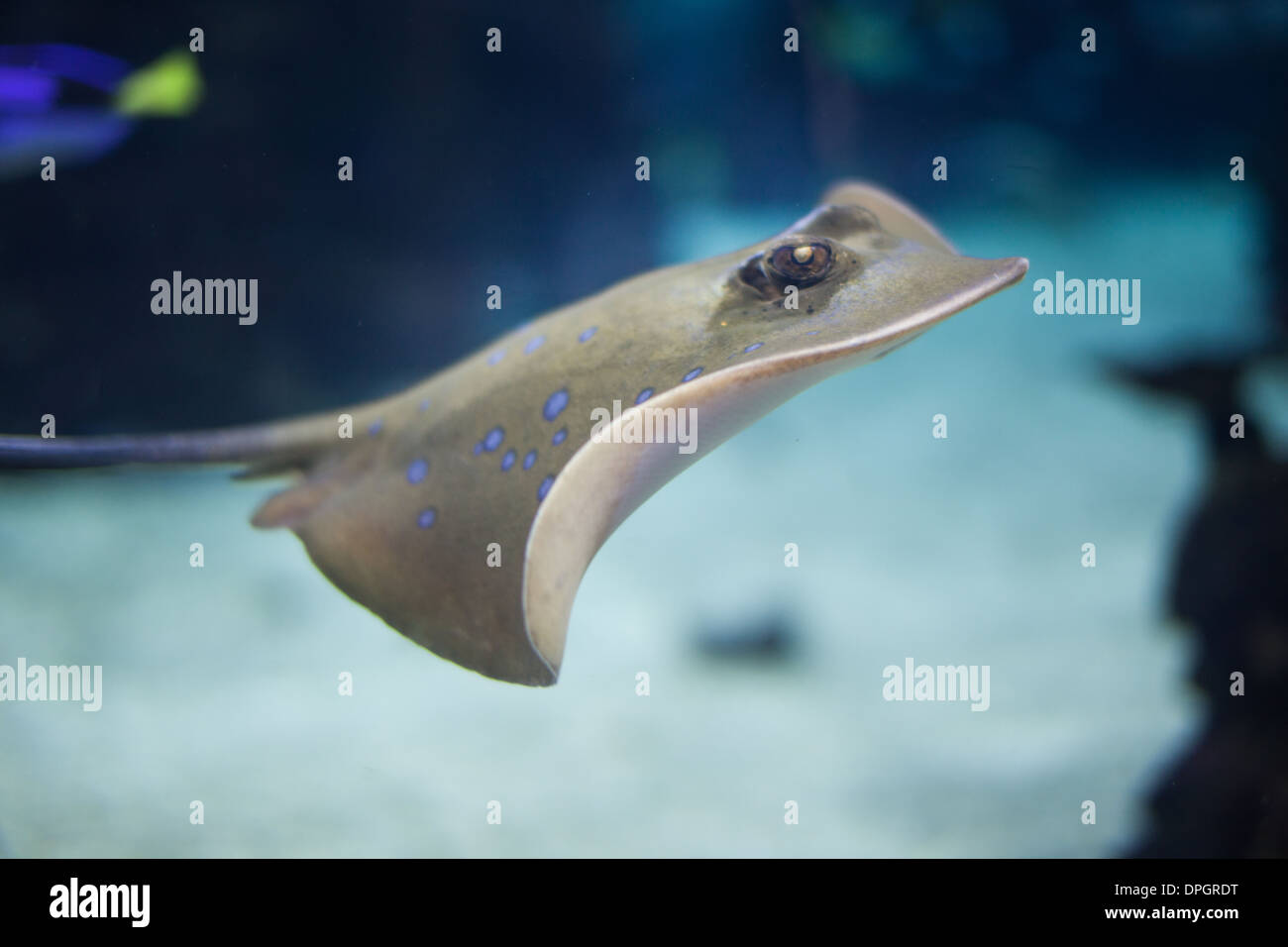 Bluespotted Stingray swimming in the deep Stock Photo