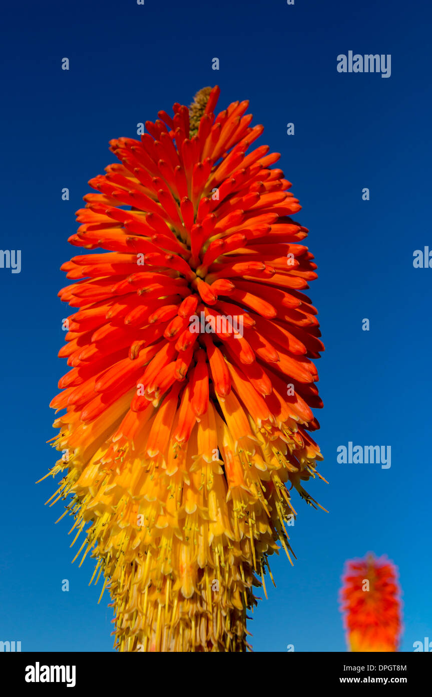 Red hot poker Stock Photo
