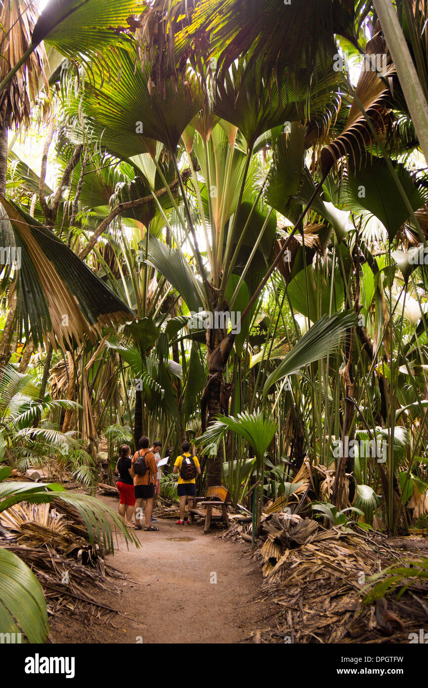 Tourist guide, coco de mer (Lodoicea maldivica), or Seychelles, Coco de Mer, Vallee de Mai, endemic species of palm, Preaslin, Seychelles, Indian Ocean, Africa - December 2013 Stock Photo
