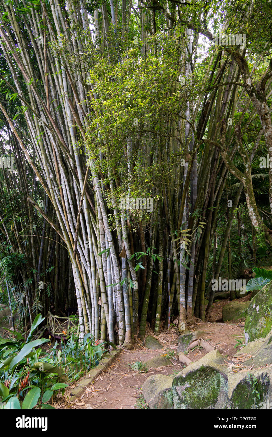 bamboo (Bambuseae), Praslin, Seychelles, Africa - December 2013 Stock Photo  - Alamy