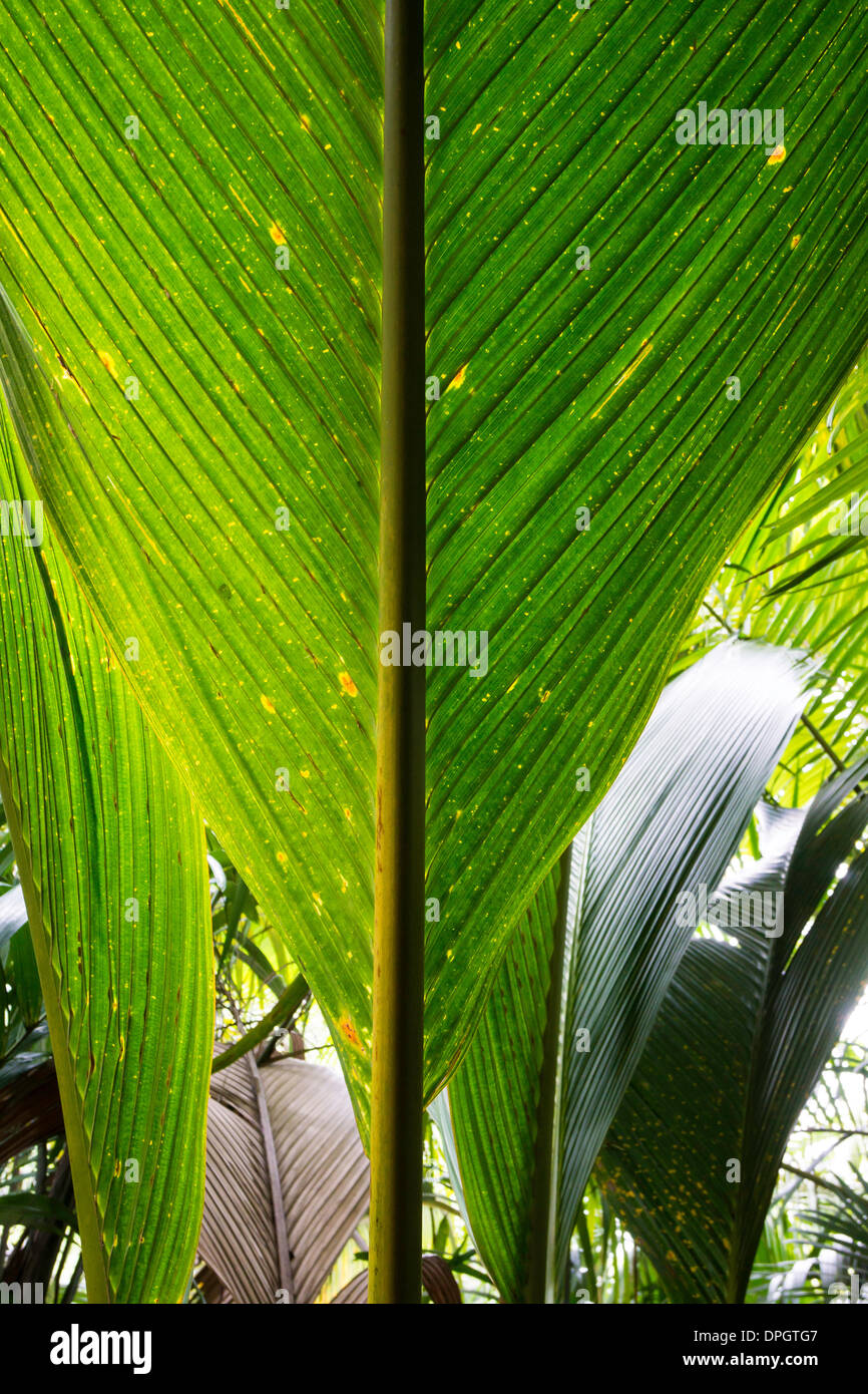 Huge Plamen leaves, coco de mer (Lodoicea maldivica), or Seychelles, Coco de Mer, Vallee de Mai, endemic species of palm, Preaslin, Seychelles, Indian Ocean, Africa - December 2013 Stock Photo
