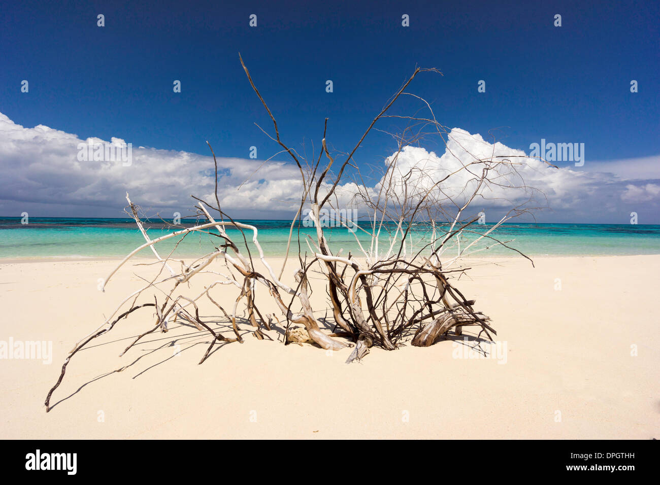 Age dead tree sits at the beach, Denis Iceland, Seychelles, Indian Ocean, Africa - December 2013. Stock Photo