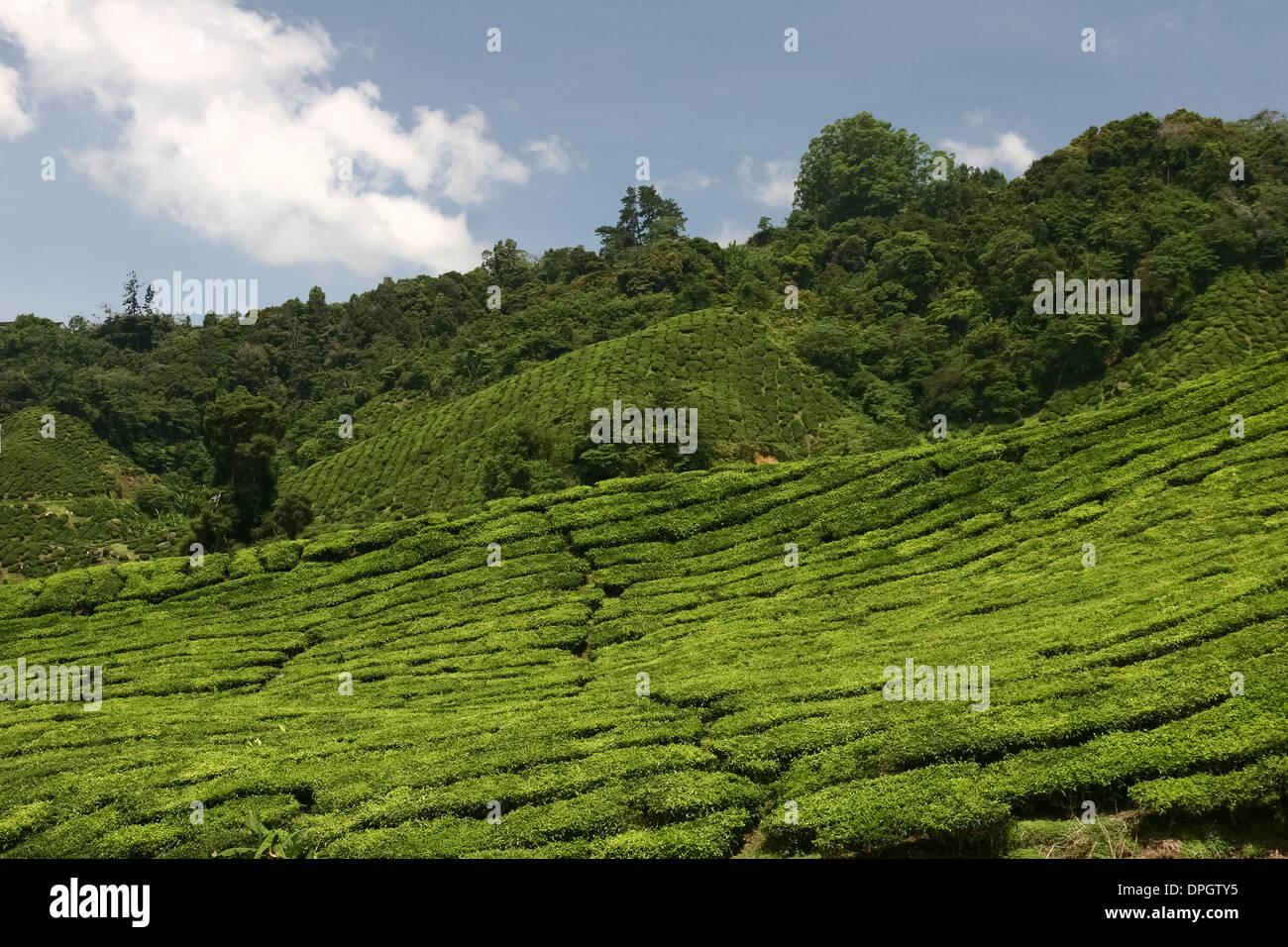 Tea plantation, Cameron Highlands, Malaysia Stock Photo Alamy