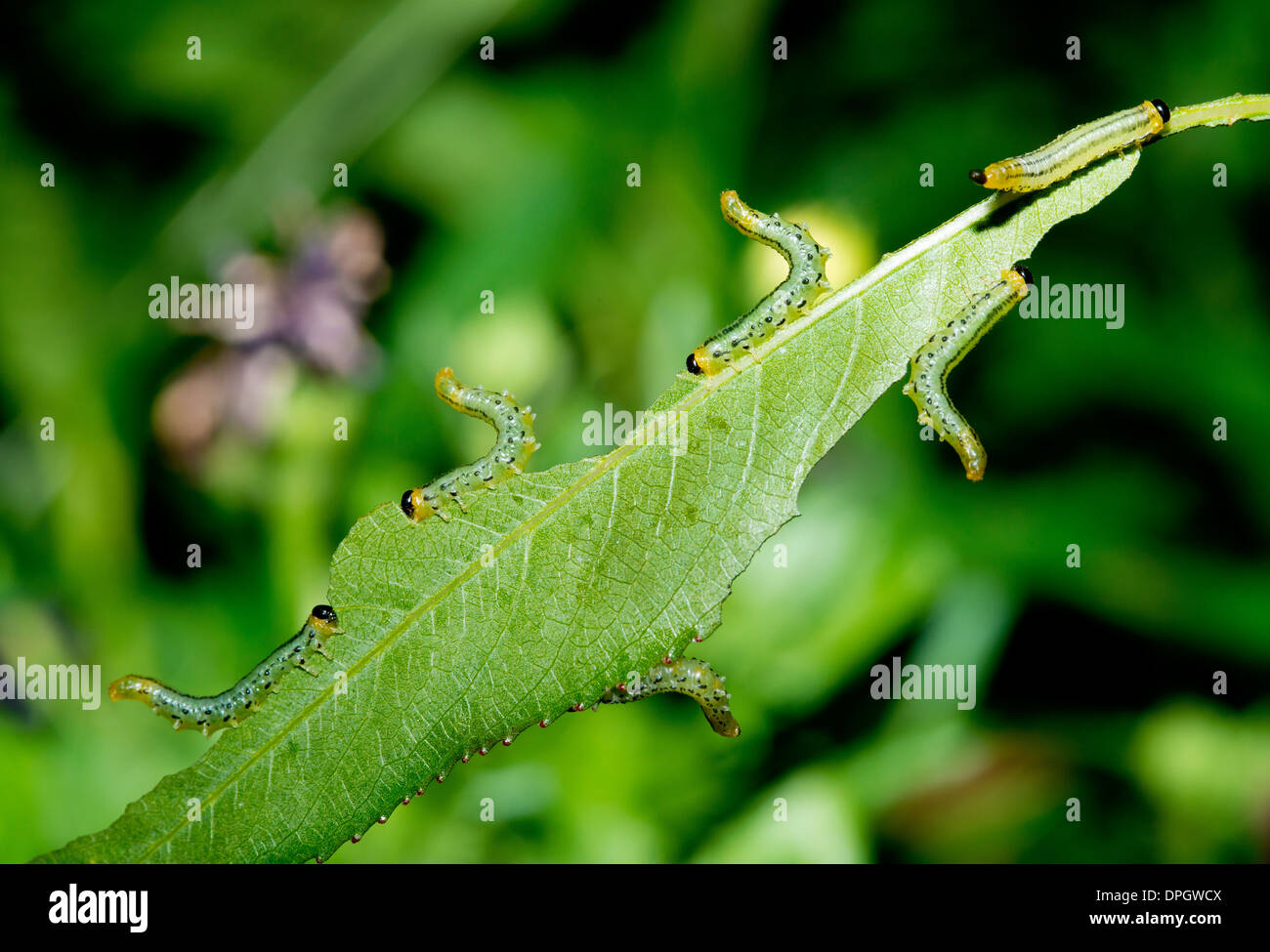 A sawfly larvae eating a willow leaf, Craesus septentrionalis Stock Photo
