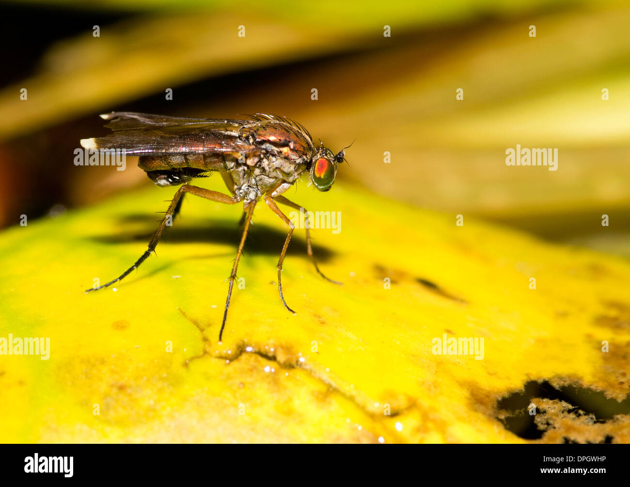 A fly resting on a lily leaf, Diptera Stock Photo