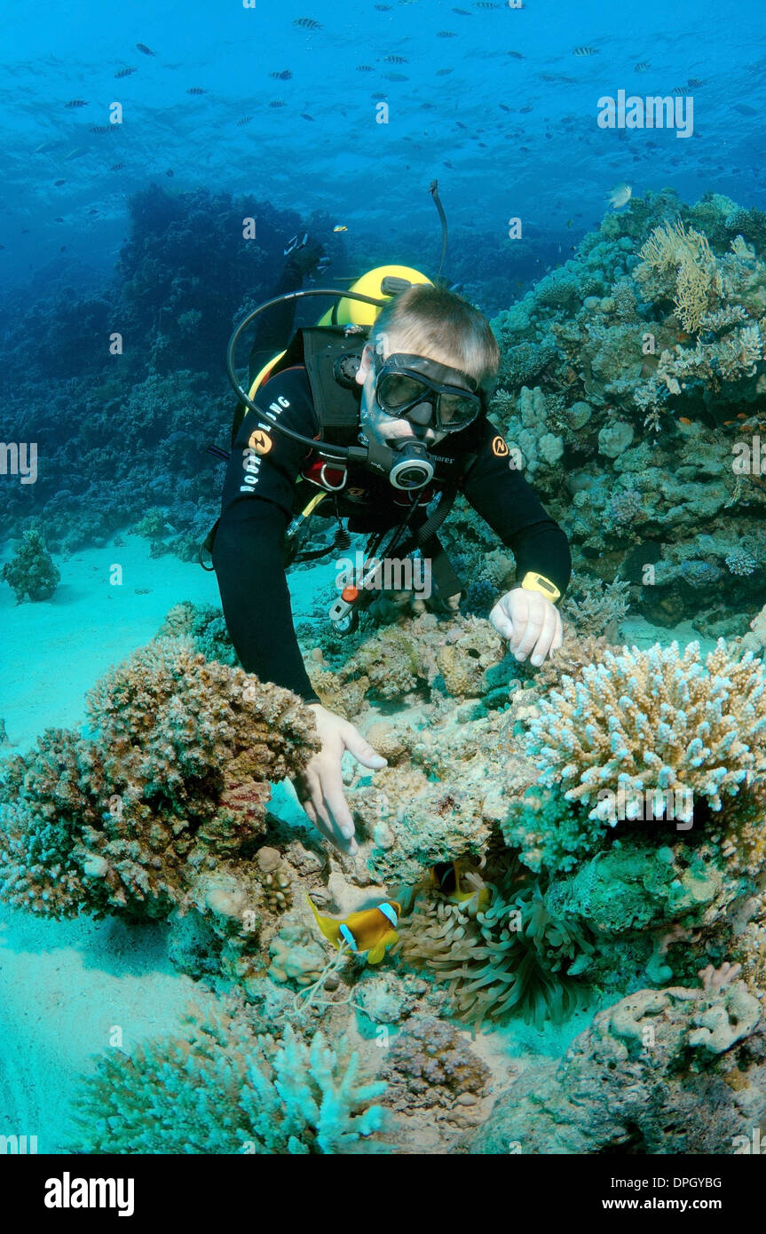 Diver looking at Clownfish or Twoband Anemonefish (Amphiprion bicinctus). Red sea, Egypt, Africa  Stock Photo