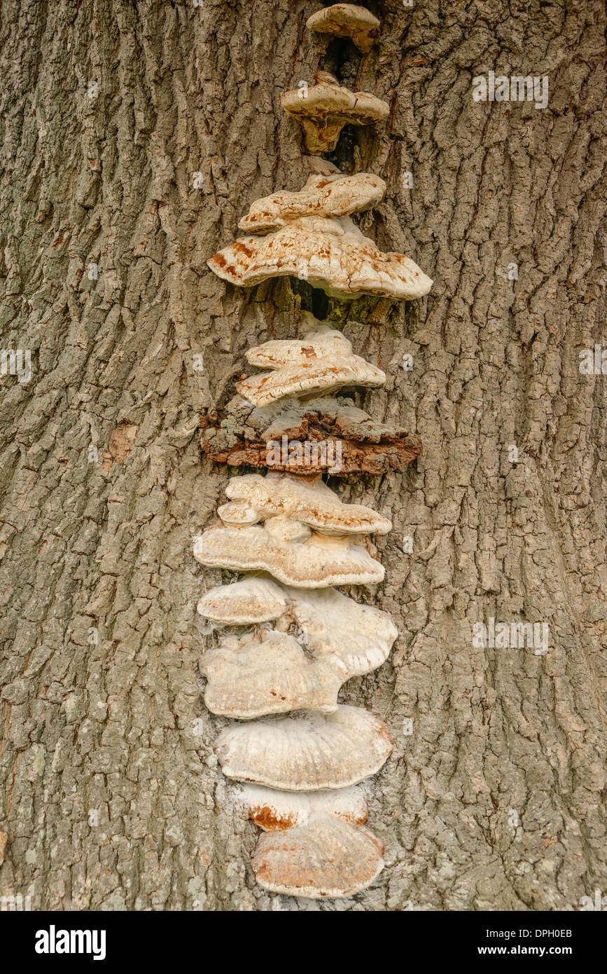 Oak bracket fungi hires stock photography and images Alamy