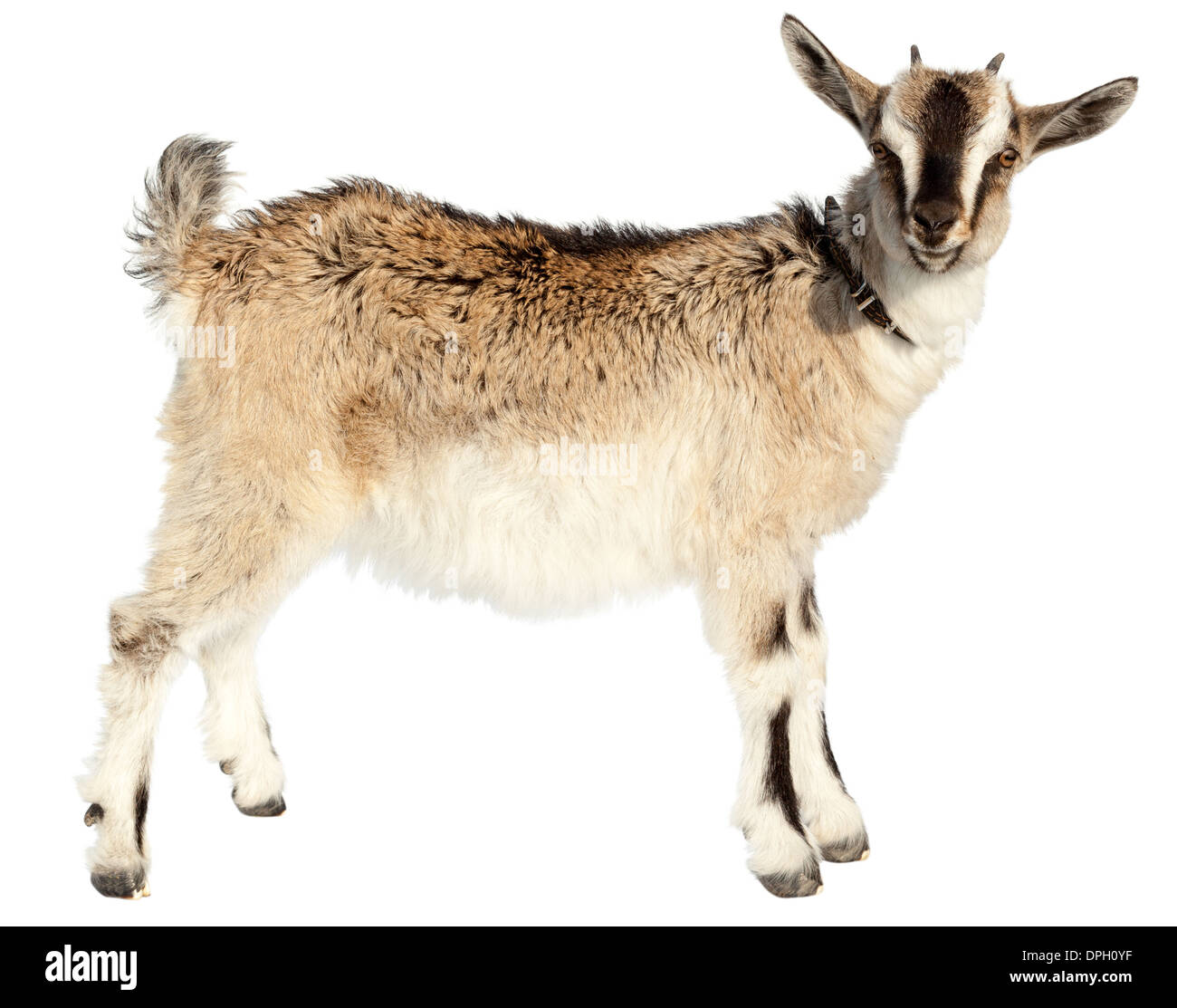 Goat on a white background. Stock Photo