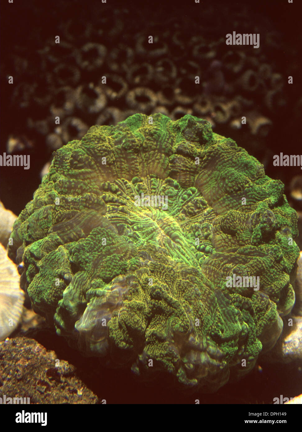 Doughnut coral (Scolymia vitiensis) Stock Photo