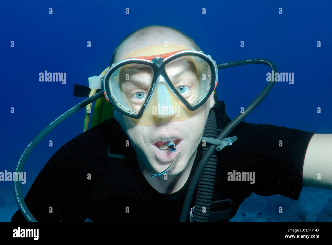 Male scuba diver and cleanerfish (Labroides dimidiatus), Red Sea, Egypt, Africa Stock Photo