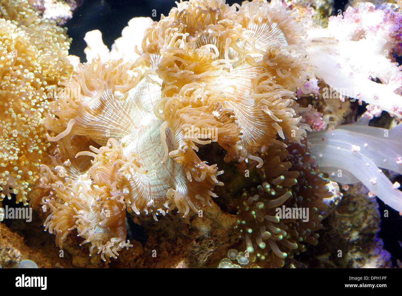 Elegance or Ridge coral (Catalaphyllia jardinei) Stock Photo