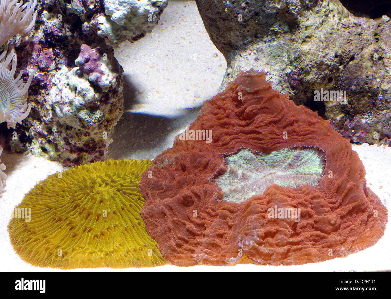 Button coral (Scolymia vitiensis( and mushroom coral (Fungia fungites) in aquarium Stock Photo