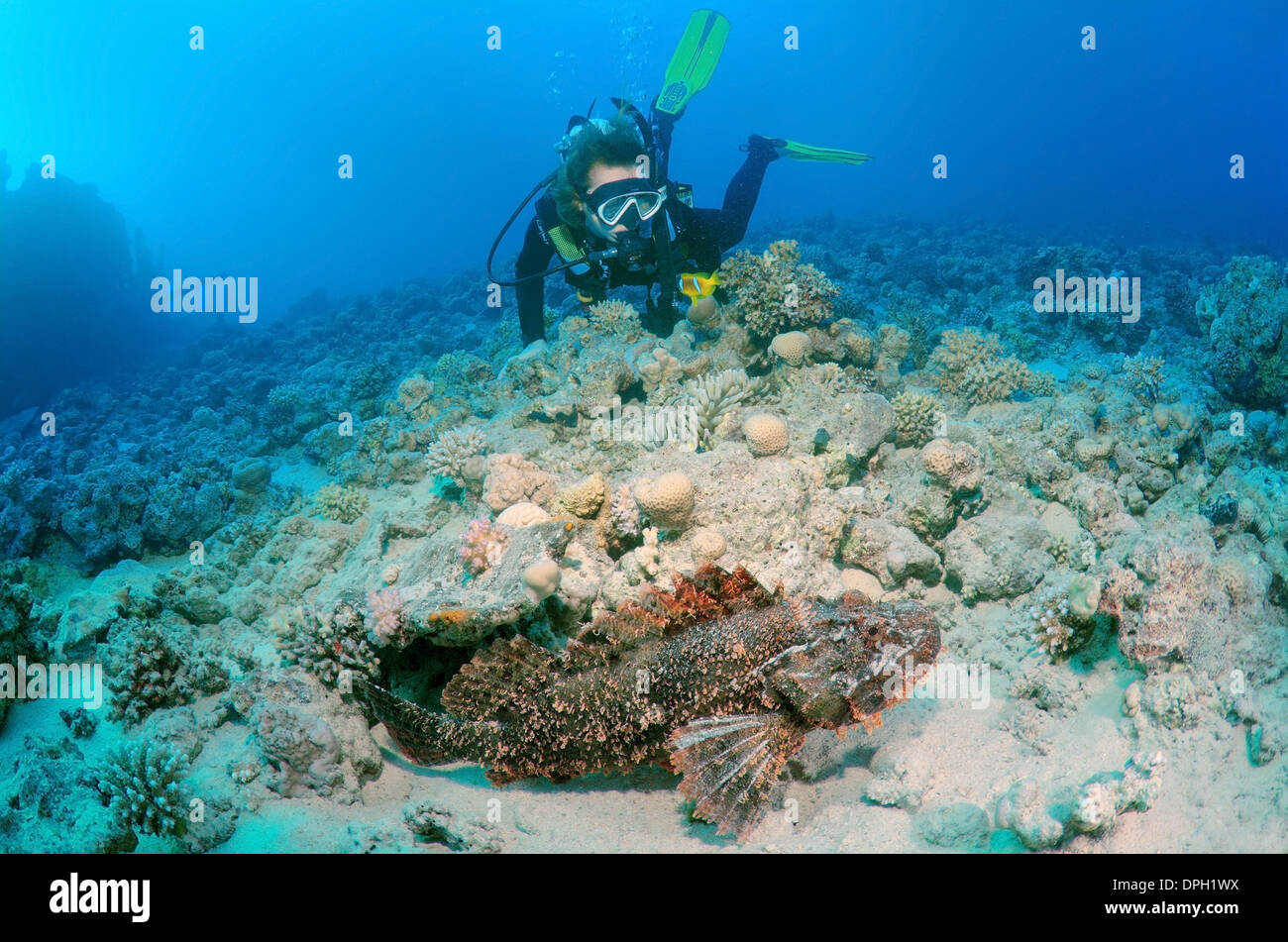 Diver looking at Tassled scorpionfish (Scorpaenopsis oxycephala), Red sea, Egypt, Africa  Stock Photo