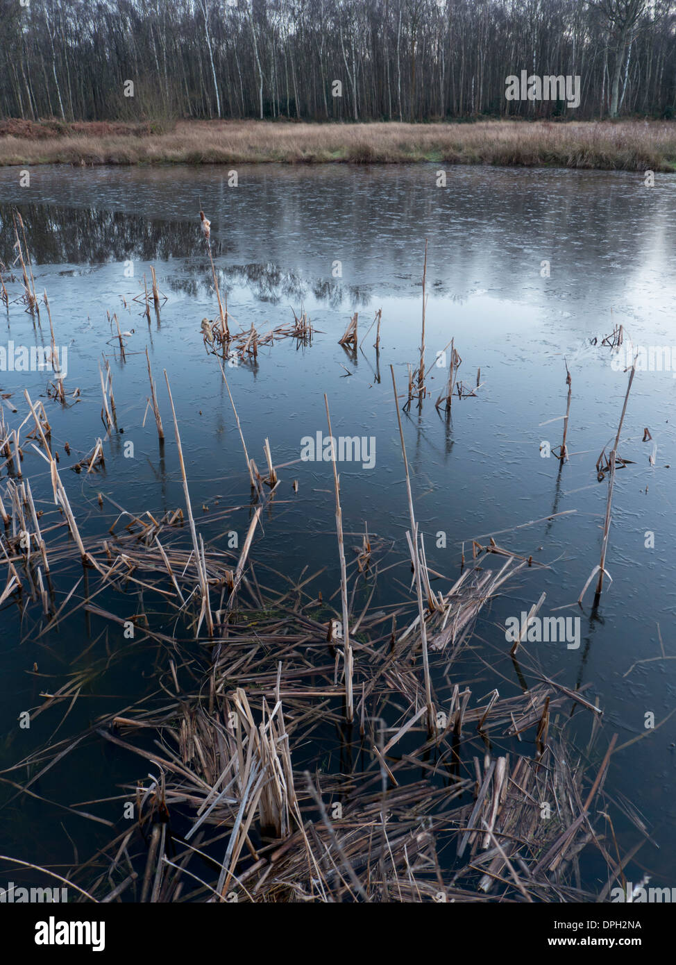 europe, UK, England, Surrey, Esher pond winter Stock Photo