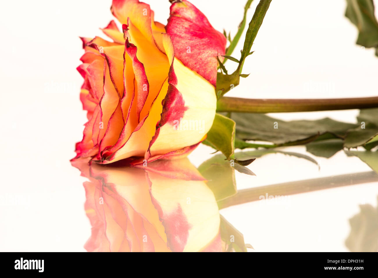 Yellow and red rose on white background, side view with reflections on glass Stock Photo