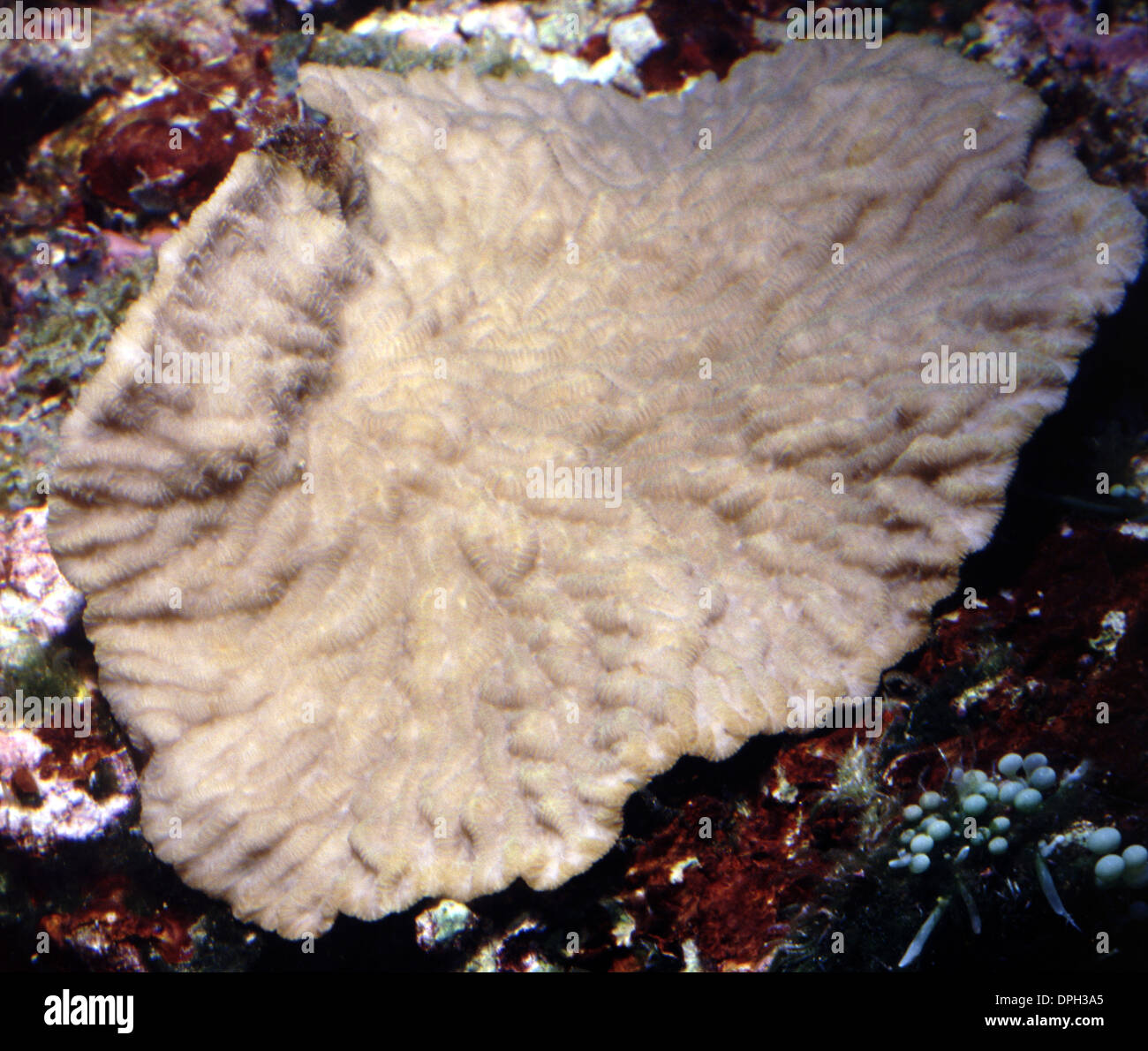 Ruffled coral (Merulina ampliata) Stock Photo