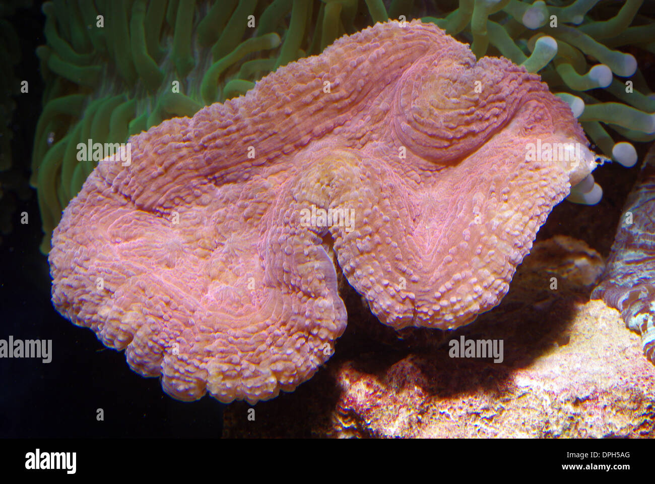 Lobed or Brain coral (Lobophyllia corymbosa) Stock Photo