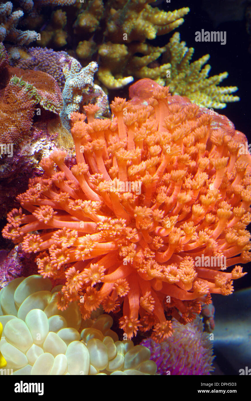 Flowerpot coral (Goniopora somalilensis) Stock Photo