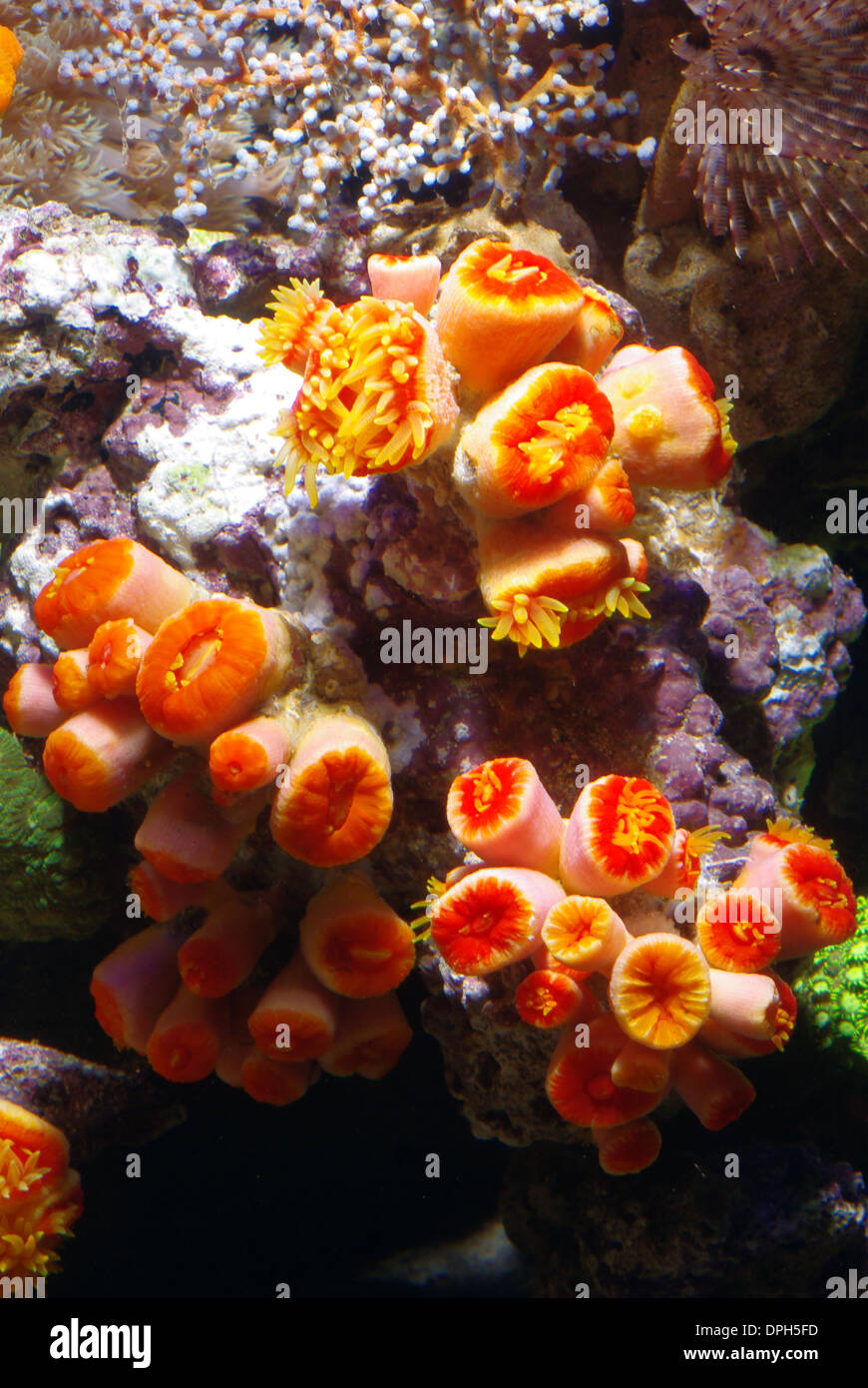 Tree coral (Dendrophyllia sp.) Stock Photo