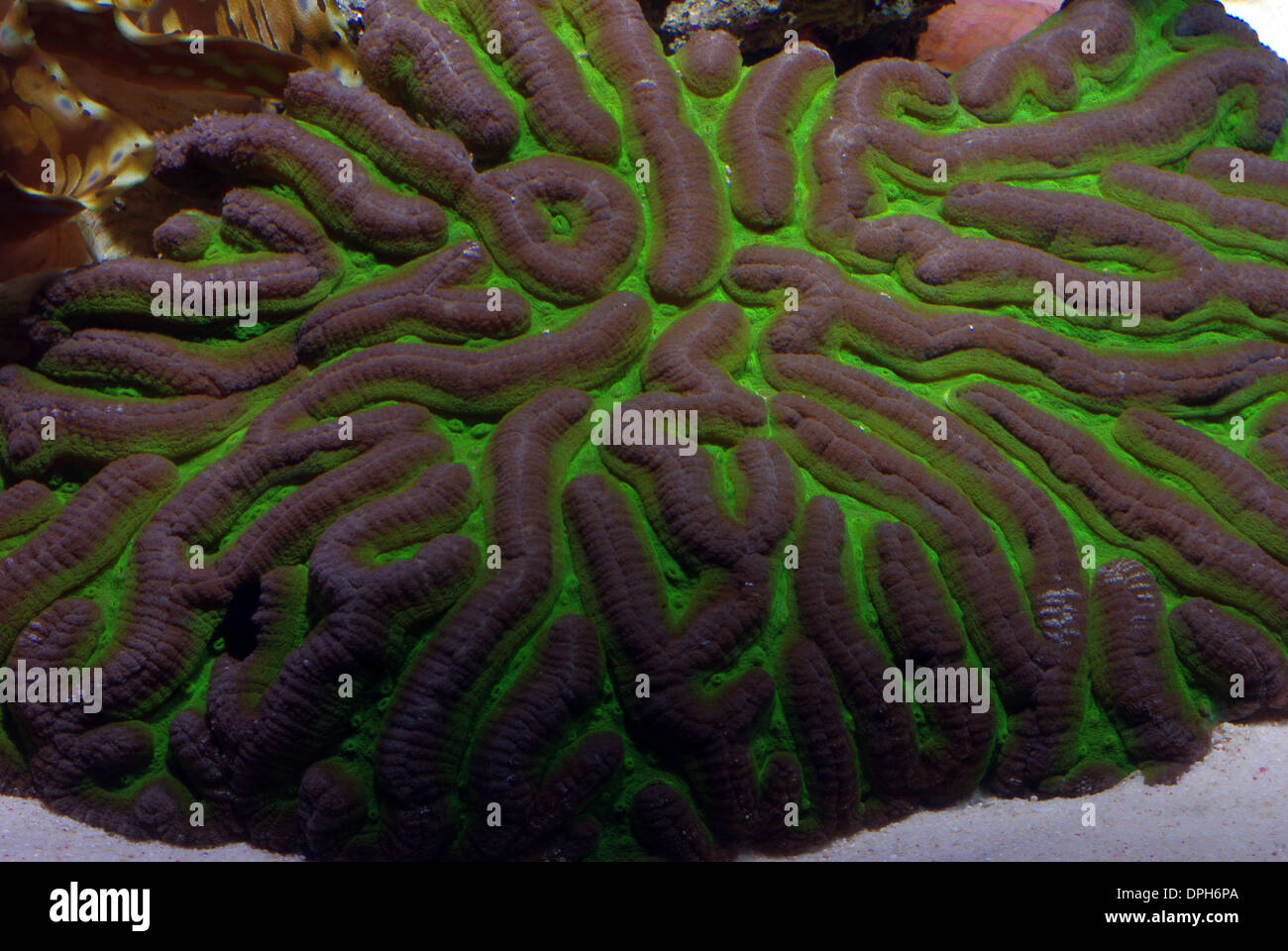 Brain or Lesser valley coral (Platygyra daedalea) Stock Photo