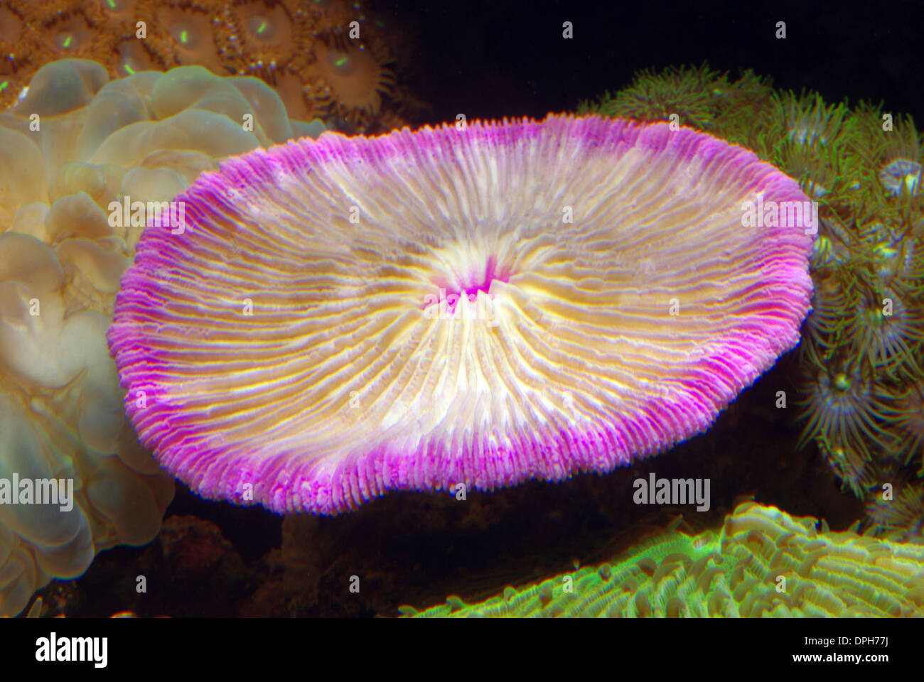 Mushroom coral (Fungia fungites) Stock Photo